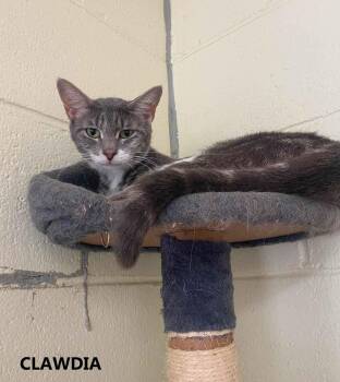 Clawdia -  Domestic Short Hair Cat for Adoption in Washington, Georgia - Clawdia | PetCurious