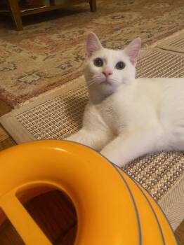 Zsa Zsa -  Domestic Short Hair Cat for Adoption in New York, New York - Zsa Zsa | PetCurious