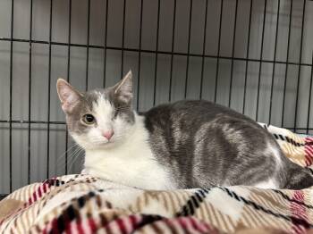 Rescue Domestic Short Hair Cats for Adoption in Hamburg, New York - Bubbles | PetCurious