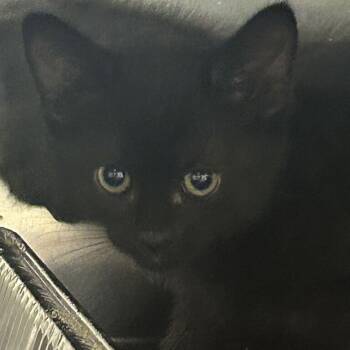 Flynn -  Domestic Short Hair Cat for Adoption in Asheville, North Carolina - Flynn | PetCurious