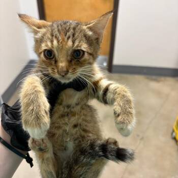 Chloe -  Domestic Short Hair Cat for Adoption in Columbiana, Alabama - Chloe | PetCurious
