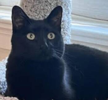 Domestic Short Hair Cats Available for Adoption in Cincinnati, Ohio - Jasmine | PetCurious