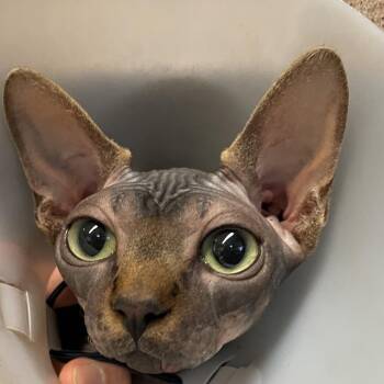 Norman -  Sphynx Hairless Cat Cat for Adoption in Pasadena, California - Norman | PetCurious