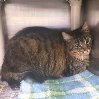 Domestic Long Hair Cats Available for Adoption - Raina | PetCurious