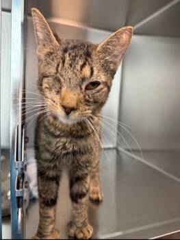 Rescue Domestic Short Hair Cats for Adoption in Fresno, California - Catzilla | PetCurious