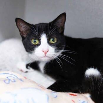 Sprite -  Domestic Short Hair Cat for Adoption in Atlanta, Georgia - Sprite | PetCurious