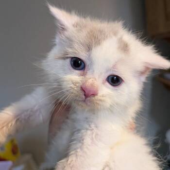 Meringue -  Domestic Short Hair Cat for Adoption in Jeffersonville, Indiana - Meringue | PetCurious