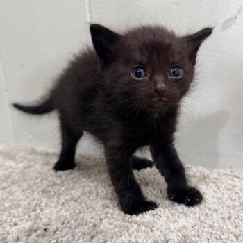 Midnight -  Domestic Short Hair Cat for Adoption in North Canton, Ohio - Midnight | PetCurious