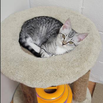 Rescue Domestic Short Hair Cats for Adoption in Durham, North Carolina - Middle Child (MC) | PetCurious