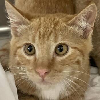 Abbie -  Domestic Short Hair Cat for Adoption in Buffalo, Wyoming - Abbie | PetCurious