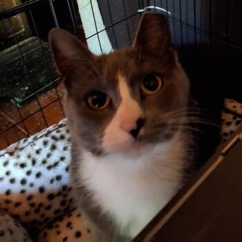Domestic Short Hair Cats Available for Adoption in Natchitoches, Louisiana - Nelly | PetCurious