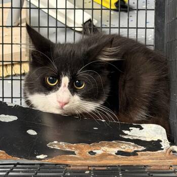TUSC-Wildlife-85857 -  Domestic Short Hair Cat for Adoption in Tuscaloosa, Alabama - TUSC-Wildlife-85857 | PetCurious