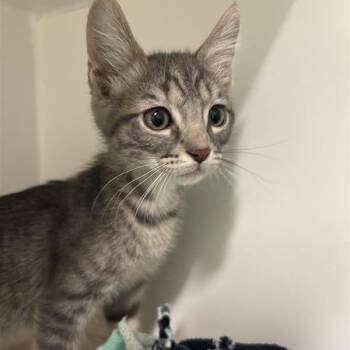 Key -  Domestic Short Hair Cat for Adoption in Tempe, Arizona - Key | PetCurious