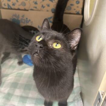 Cherry Coke -  Domestic Short Hair Cat for Adoption in West Olive, Michigan - Cherry Coke | PetCurious