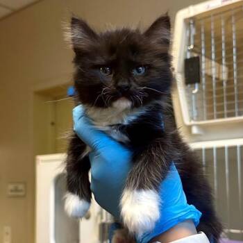 Wu Shock -  Domestic Long Hair Cat Available for Adoption in Walnut Creek, California - Wu Shock | PetCurious