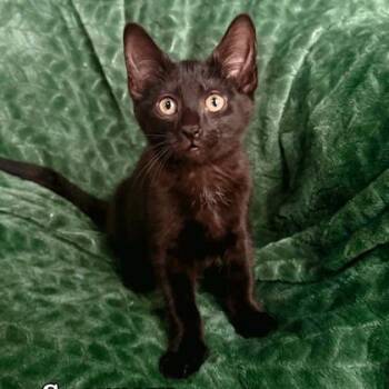 Sparrow - I AM AT PetSmart Framingham -  Domestic Short Hair Cat for Adoption in East Brookfield, Massachusetts - Sparrow - I AM AT PetSmart Framingham | PetCurious
