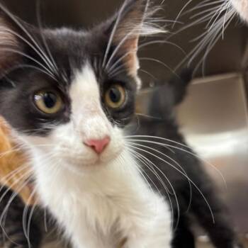 Pothole -  Domestic Medium Hair Cat for Adoption in Parrish, Alabama - Pothole | PetCurious