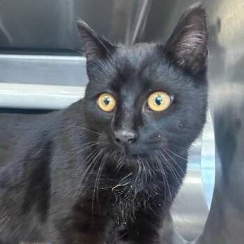 Domestic Medium Hair Cats Available for Adoption - Kenny | PetCurious