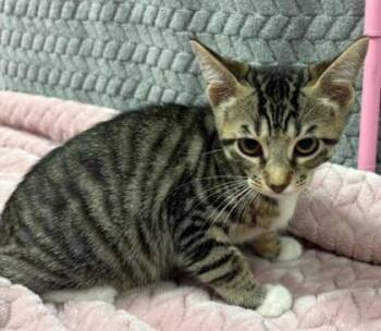 Mitchie -  Domestic Short Hair Cat for Adoption in Lampasas, Texas - Mitchie | PetCurious