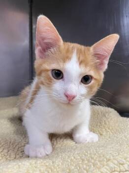 Windsor -  Domestic Short Hair Cat for Adoption in Murray, Kentucky - Windsor | PetCurious