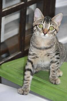 Rescue Tabby Cats for Adoption in Brighton, Tennessee - Plum (BSM-Fostered In TN) | PetCurious