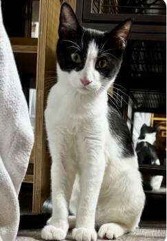 Rescue Domestic Short Hair Cats for Adoption in Gardena, California - Oak | PetCurious