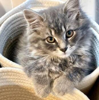 Belle -  Tabby and Domestic Medium Hair Cat for Adoption in Vaughan, Ontario - Belle | PetCurious