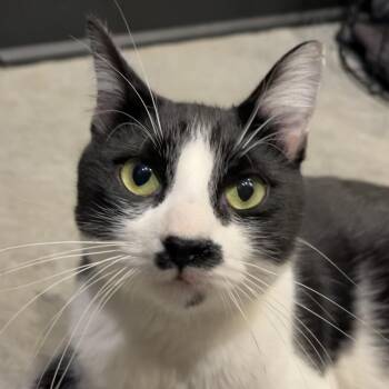 Freddie -  Domestic Short Hair Cat for Adoption in Chicago, Illinois - Freddie | PetCurious