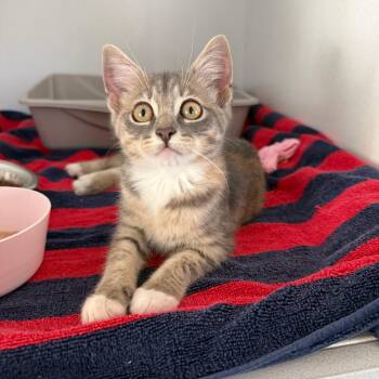 Tuti -  Tabby Cat for Adoption in Columbia, South Carolina - Tuti | PetCurious
