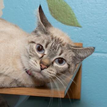 Siamese Cats Available for Adoption - Nala | PetCurious