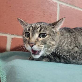 Domestic Short Hair Cats Available for Adoption - Peanut | PetCurious