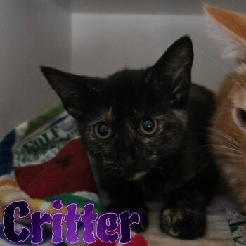Rescue Domestic Short Hair Cats for Adoption in Hillsboro, Ohio - Critter | PetCurious
