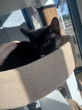 Luke -  Domestic Short Hair Cat for Adoption in Conway, South Carolina - Luke | PetCurious