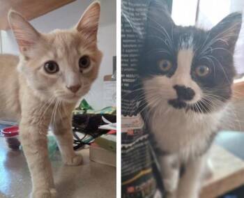 Croquemou & Myrtille -  Domestic Medium Hair Cat for Adoption in Sainte-angèle-de-monnoir, Quebec - Croquemou & Myrtille | PetCurious