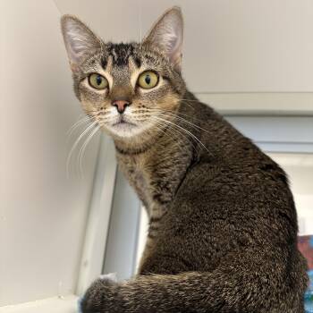 Dee Dee (ID 52440) -  Domestic Short Hair Cat for Adoption in Manassas, Virginia - Dee Dee (ID 52440) | PetCurious