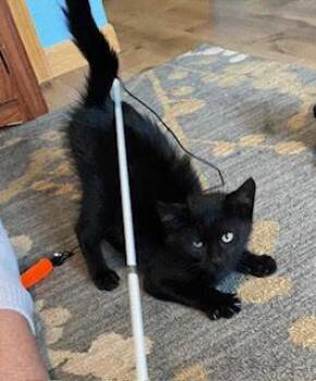 Kenny G -  Domestic Short Hair Cat for Adoption in Fort Collins, Colorado - Kenny G | PetCurious