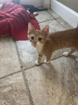 Gregory -  American Shorthair Cat for Adoption in Tampa, Florida - Gregory | PetCurious