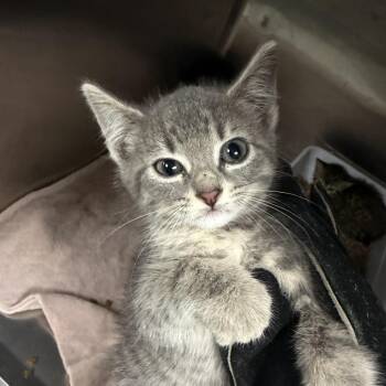 Cora -  Domestic Short Hair Cat for Adoption in Marion, Virginia - Cora | PetCurious