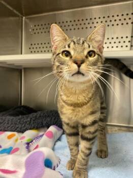 Domestic Short Hair Cats Available for Adoption - Smuckers | PetCurious
