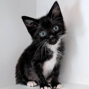 Amby -  Domestic Short Hair Cat for Adoption in San Antonio, Texas - Amby | PetCurious