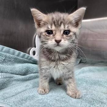 Bean -  Domestic Short Hair Cat Available for Adoption - Bean | PetCurious