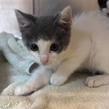 Trinity -  Domestic Short Hair Cat for Adoption in Buellton, California - Trinity | PetCurious