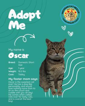 Oscar -  Domestic Short Hair Cat for Adoption in St. Clair Shores, Michigan - Oscar | PetCurious