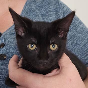 Rescue Domestic Medium Hair Cats for Adoption in Eagle Mountain, Utah - Cornbread Orr | PetCurious