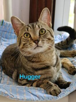 Hugger -  Domestic Short Hair Cat for Adoption in New Britain, Connecticut - Hugger | PetCurious