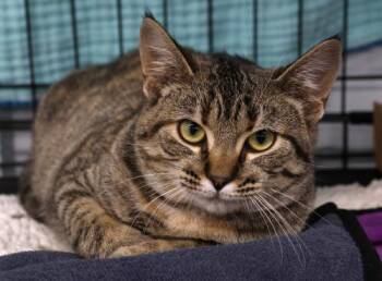 Domestic Short Hair Cats Available for Adoption - Cinnamon | PetCurious