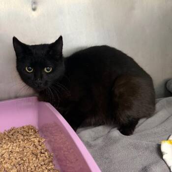Eden -  Domestic Short Hair Cat for Adoption in Fall River, Massachusetts - Eden | PetCurious