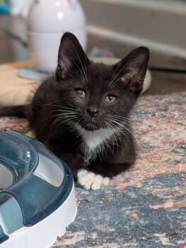 Rescue Domestic Short Hair Cats for Adoption in Chicago, Illinois - Melon | PetCurious