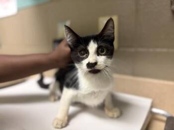 Domestic Short Hair Cats Available for Adoption in Fort Worth, Texas - Taylor | PetCurious