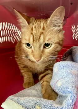 American Shorthair Cats Available for Adoption in Tampa, Florida - Van | PetCurious